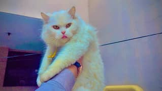 pregnant persian female cat(billi)