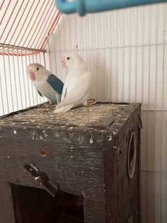 love birds for sale