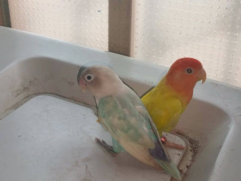 love birds for sale 2 pairs 1