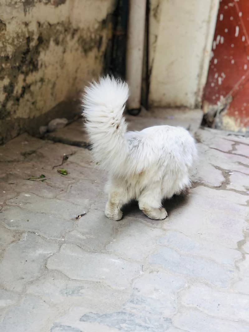 Persian cat tripple cort 2