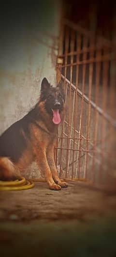 German shepherd long CoatMale available for new home