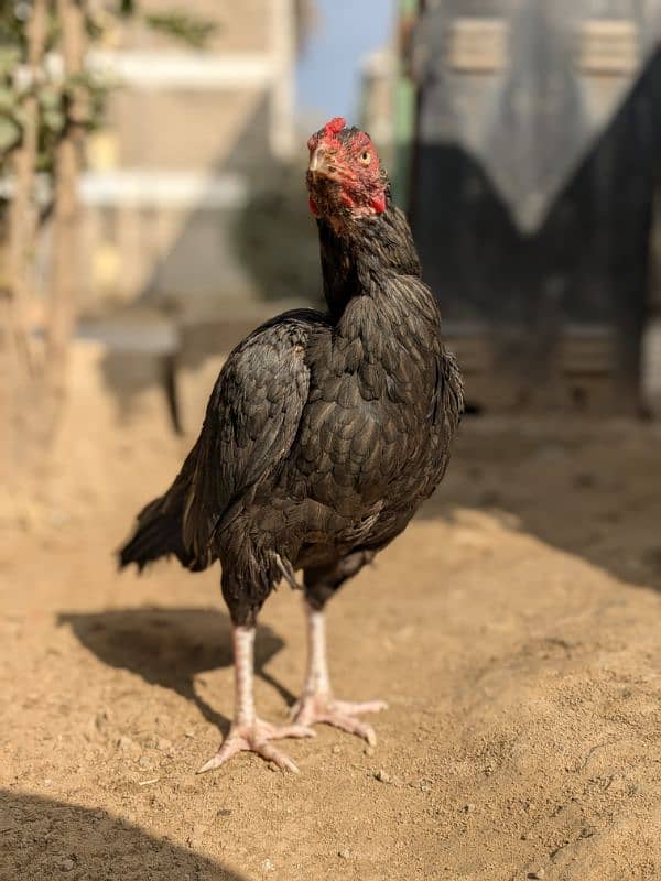 Mushki Lasani Aseel Female For Sale 1