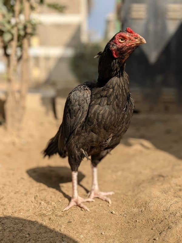 Mushki Lasani Aseel Female For Sale 2