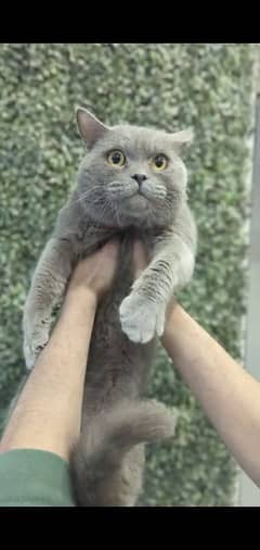 British shorthair pair for sale