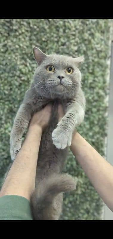 British shorthair pair for sale 2