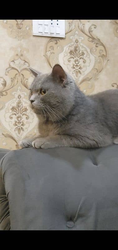 British shorthair pair for sale 3