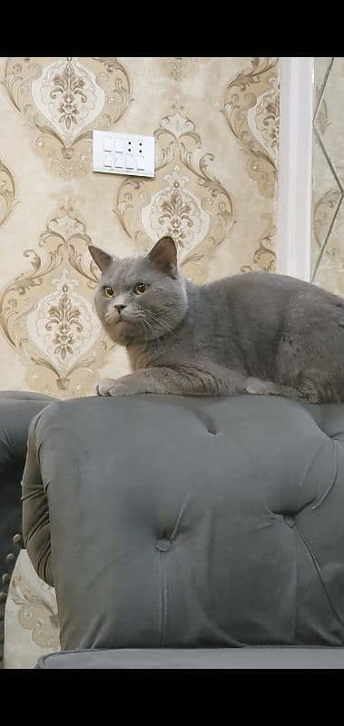 British shorthair pair for sale 4