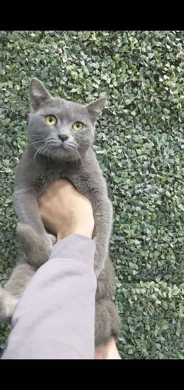 British shorthair pair for sale 5