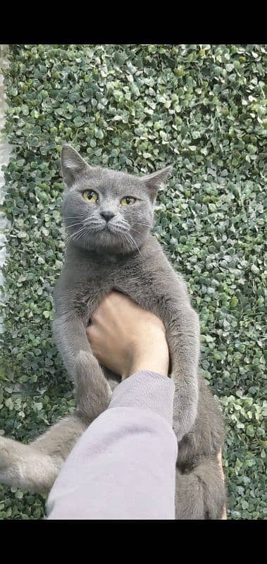 British shorthair pair for sale 6