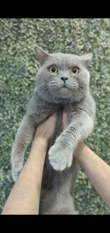 British shorthair pair for sale 1