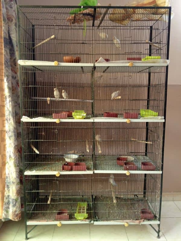 Aviary of love birds with cage 3