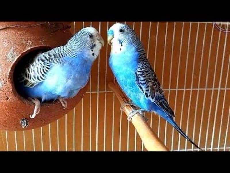 Australia parrots and  strong wooden cage 0