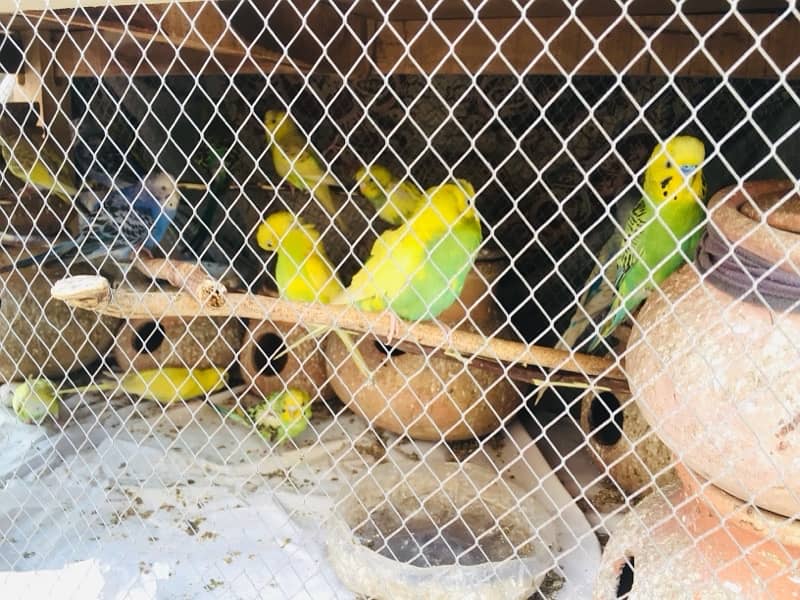 Australia parrots and  strong wooden cage 2