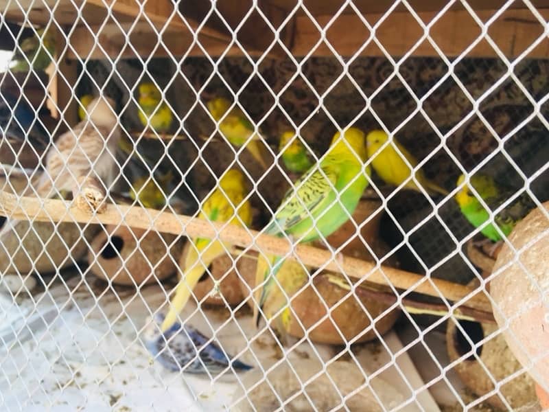 Australia parrots and  strong wooden cage 3