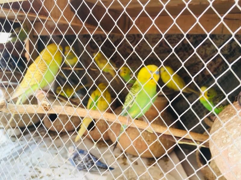 Australia parrots and  strong wooden cage 7