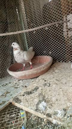 male pigeon for sale