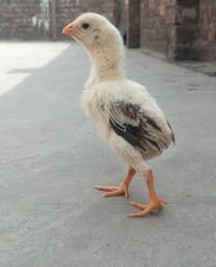 Shamo Aseel high quality chicks available. . .