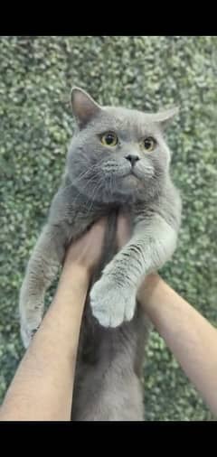 British shorthair pair for sale