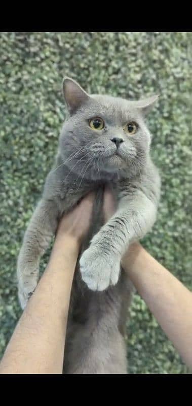 British shorthair pair for sale 0