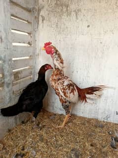 aseel hens available batar