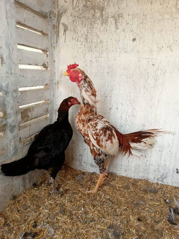 aseel hens available batar 0