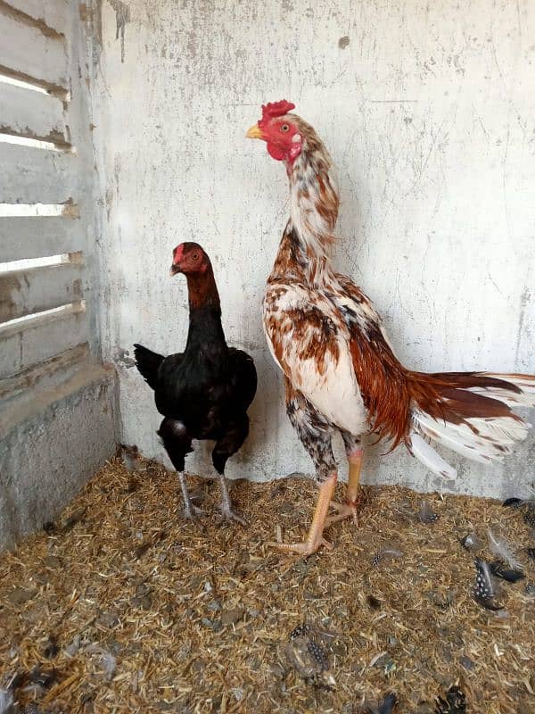 aseel hens available batar 1