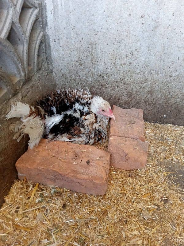 aseel hens available batar 4