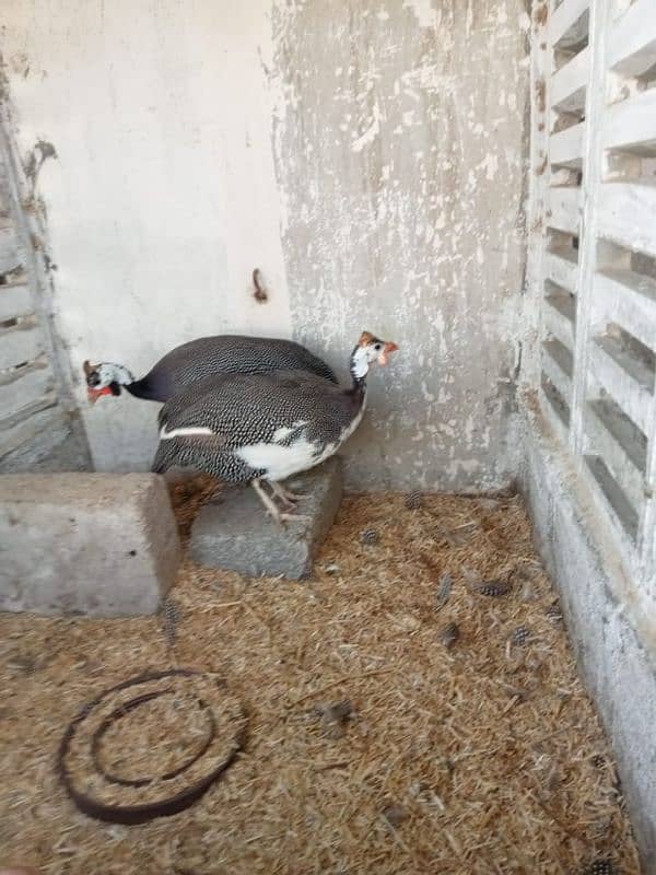 aseel hens available batar 7