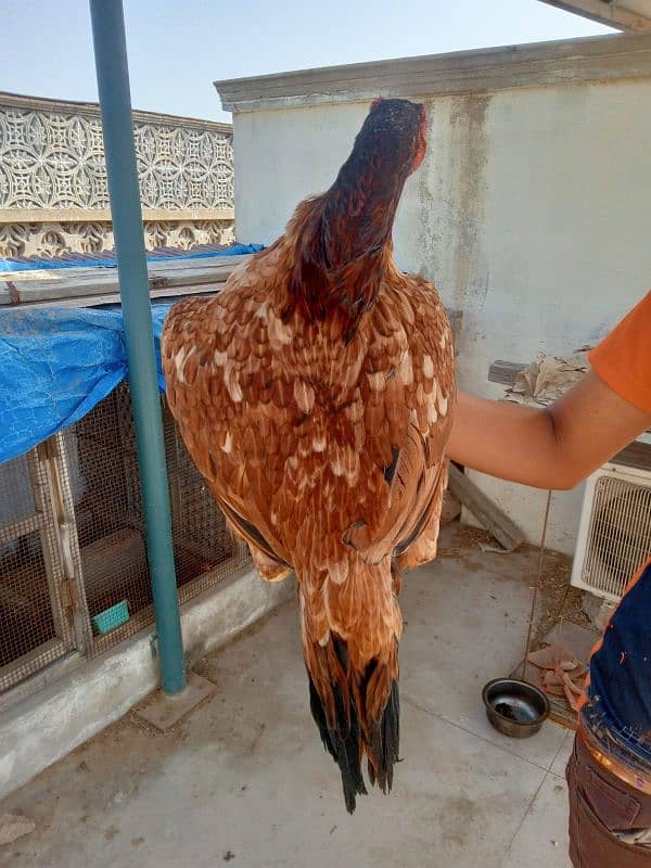 aseel hens available batar 9