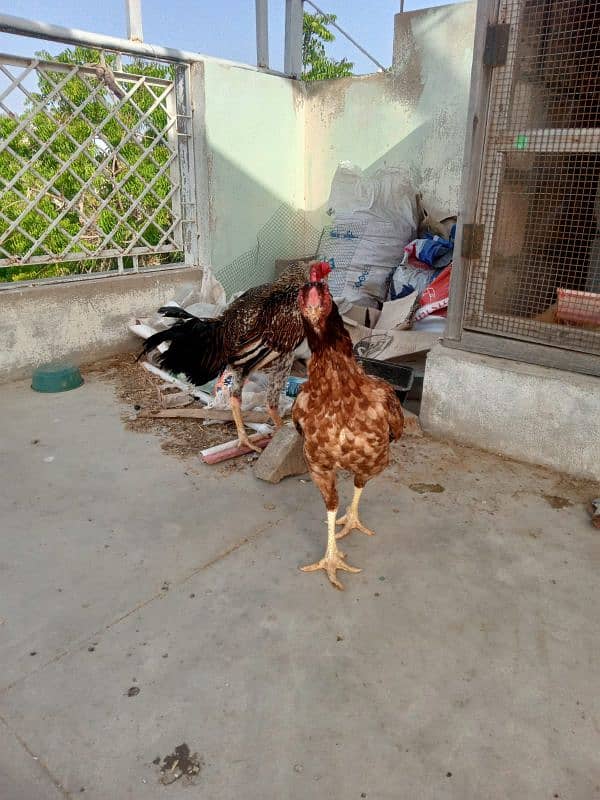 aseel hens available batar 10