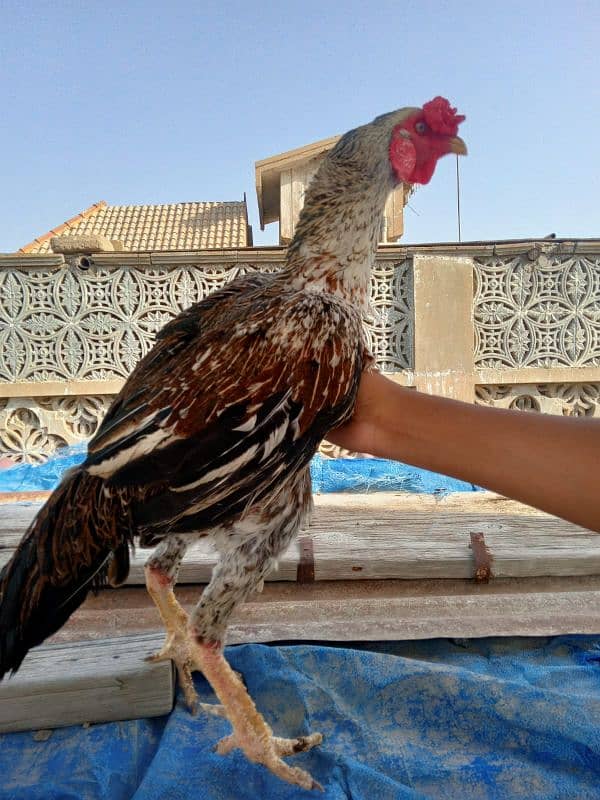 aseel hens available batar 11