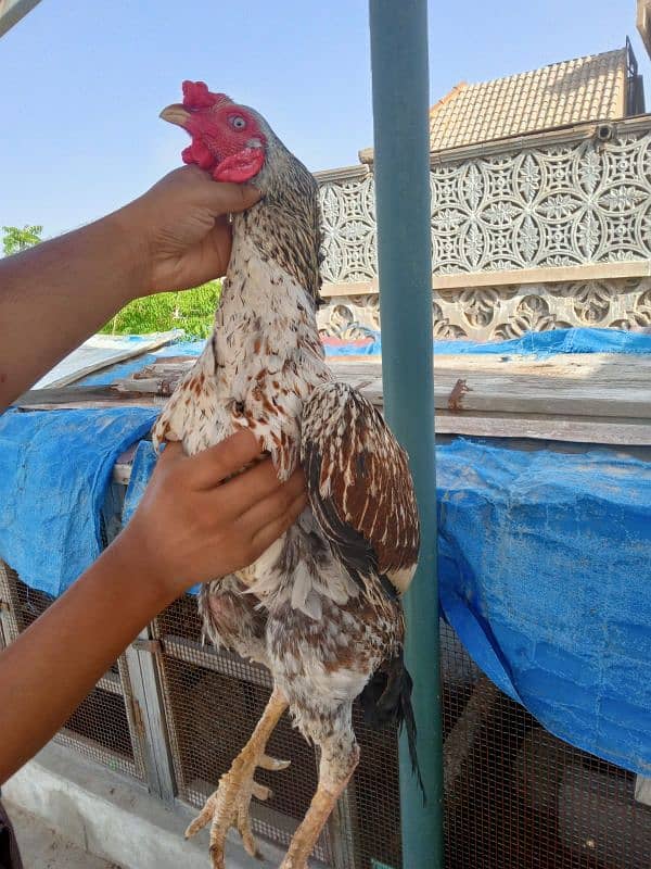 aseel hens available batar 12