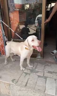 Labrador