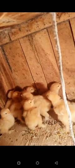 Golden buff chicks