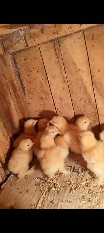 Golden buff chicks 1