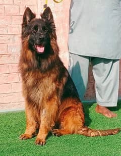 German Shepherd Pink pedigree | German Shepherd dog |GSD DOG