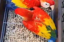 red macaw parrot cheeks and for sale 03367460196