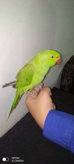 Green Parrot For sale