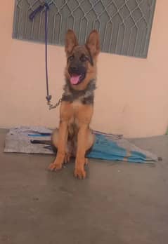 German Shepherd Female