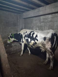 Australian frizion cow for sell