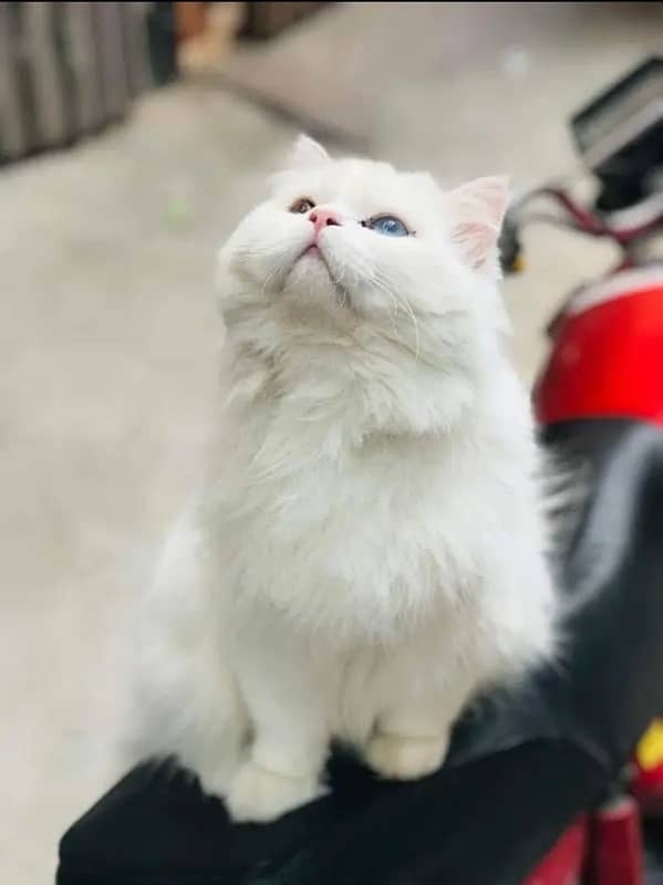 Persian Male Cat Available for Meeting or Crossing 1