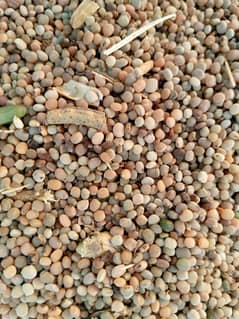 Selling Gawara Seeds