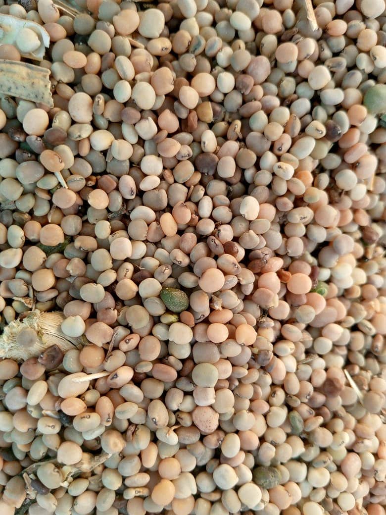 Selling Gawara Seeds 1