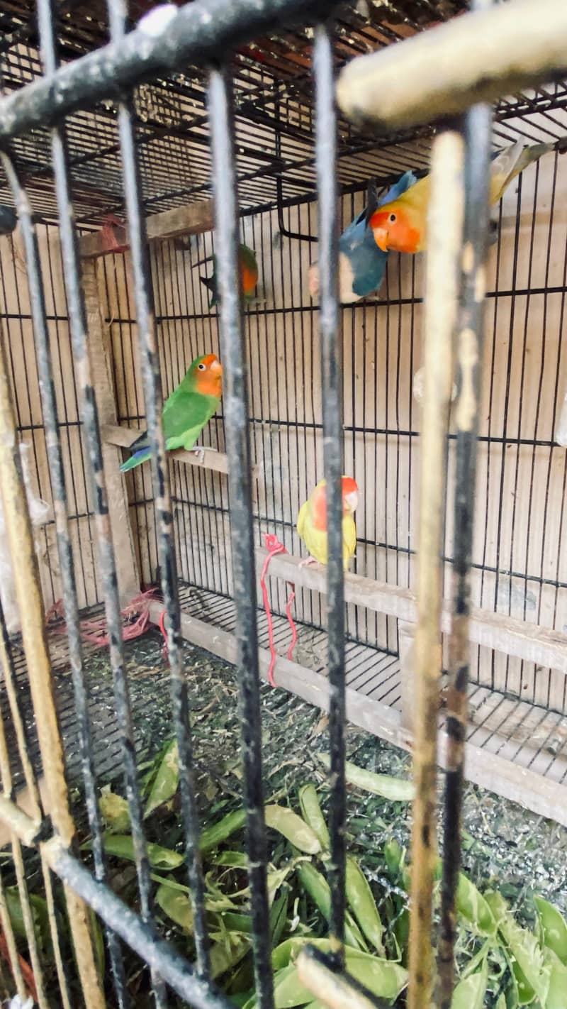 tow lovebird pair and one blue fishery female 0