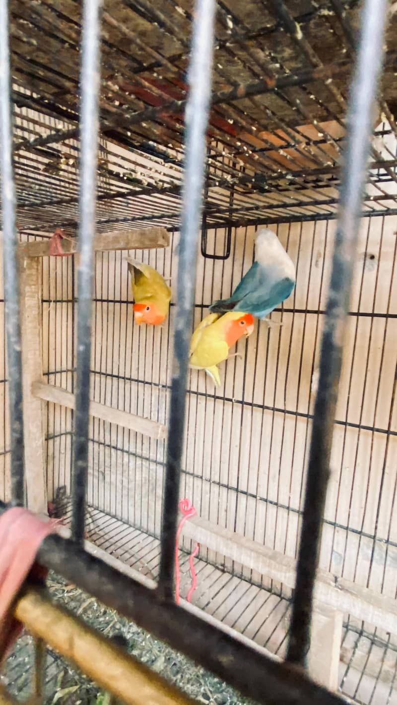 tow lovebird pair and one blue fishery female 2