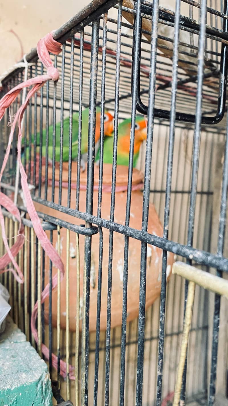 tow lovebird pair and one blue fishery female 3