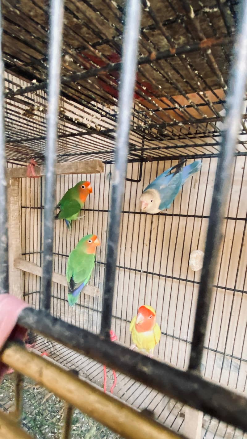 tow lovebird pair and one blue fishery female 4