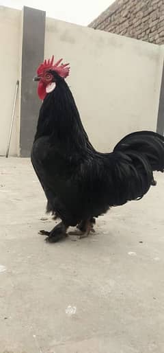 Black bantam