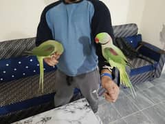 Raw Parrot Pair