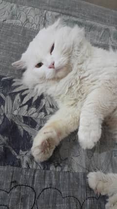 Persian 3 Coat male